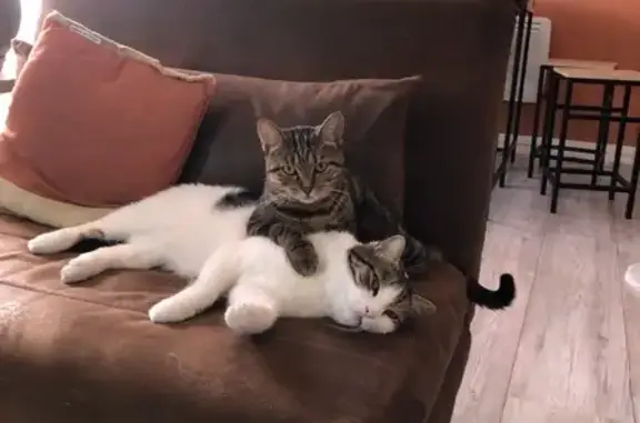 Chat mâle de 5 ans disparu à La Teste - photo