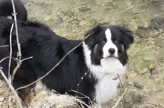 Chien perdu , photo : Berger Australien mâle perdu à Carsac-Aillac
