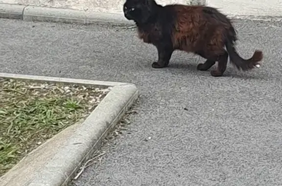 Chat errant trouvé Rue Emile Corre, Lorient - photo