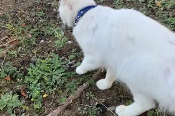 Chat blanc mâle trouvé avec collier bleu - photo