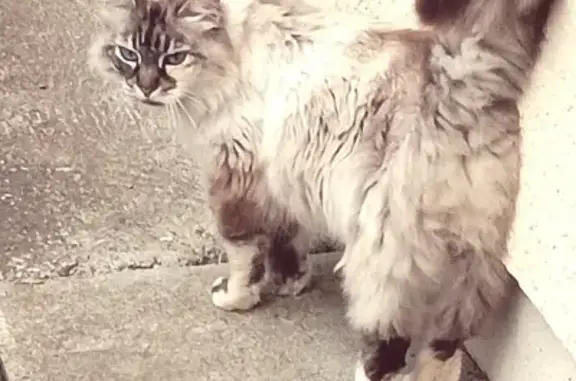 Chat Femelle 12-13 ans Trouvée à Galgon - photo