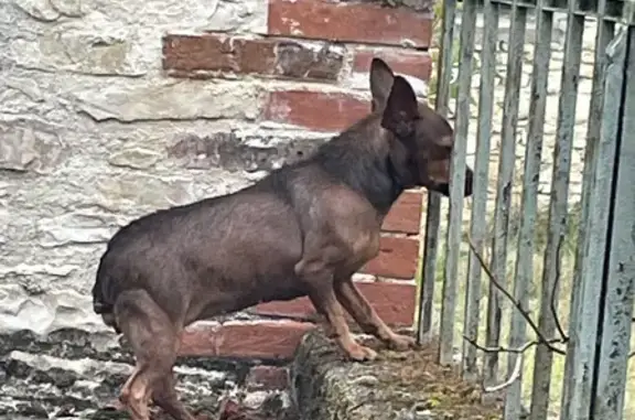 Chienne marron type Pinscher trouvée à Uzech - photo