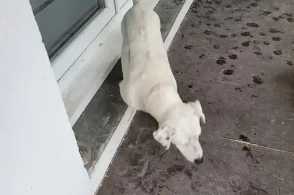 Chien mâle blanc trouvé sans collier Rue Ancolie - photo