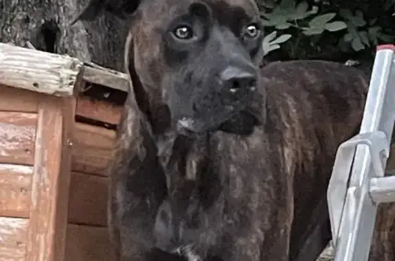 Chien trouvé à Cabris, American Staff probable - photo