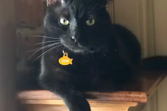 Missing Cat: Louie - Black Shorthair, Dallas