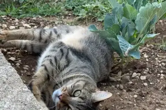 Animaux perdus , photo: Chat disparu Simba, mâle tigre tatoué, Ranchot