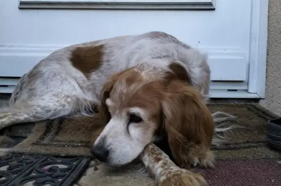 Chien perdu , photo : Chien perdu: Fibby, 14 ans, Rue du Pigeonnier