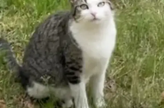 Animaux perdus Champagne-sur-Seine, photo: Chat tricolore femelle perdue à Champagne-sur-Seine
