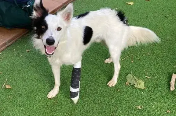 Perro Perdido: Border Collie Blanco y Negro en Mataró