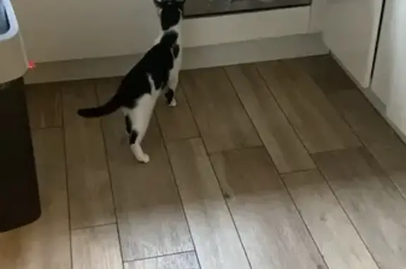 Chatte blanche et noire trouvée à Saint-Laurent-du-Var - photo