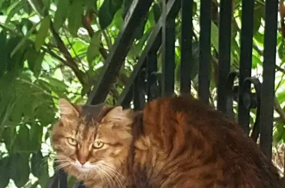 Chatte tigrée disparue à Vic-le-Comte - photo