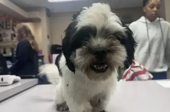 Found Male Dog: Black & White, Sugarloaf Pkwy