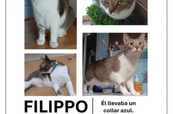 ¡Ayuda a Encontrar a Filipp, Gato Perdido!