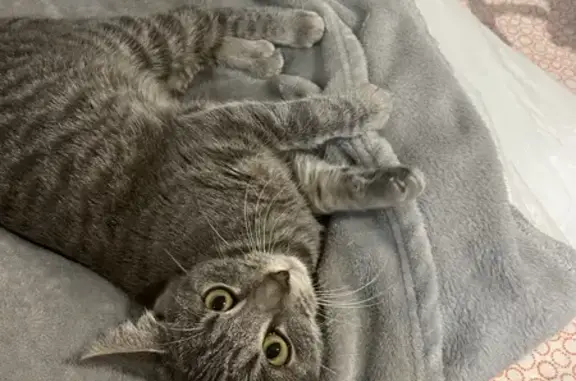 Chat perdu, La Rochelle, photo: Chatte grise tigrée perdue à La Pallice