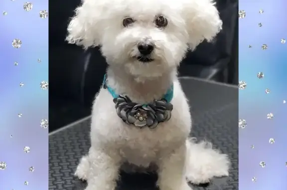 Missing: 13yr Old White Toy Poodle, Princess