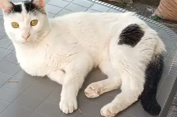 Chat mâle blanc/noir castré trouvé à Pomeys - photo