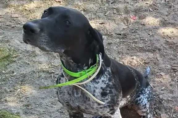 Chien perdu , photo : Chienne noire perdue à Saint-André-du-Bois