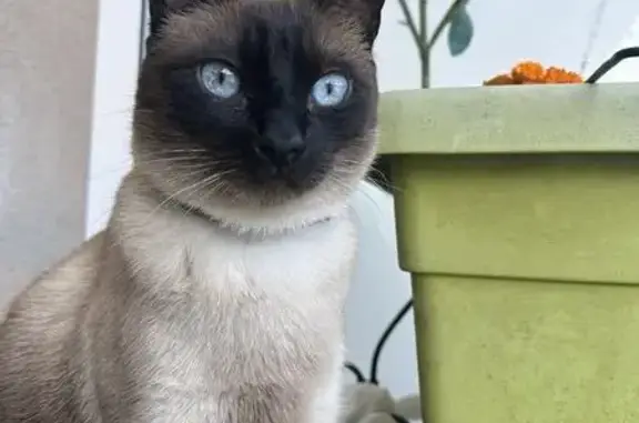 Chat perdu, Vertou, photo: Chat siamois marron-crème perdu à Vertou