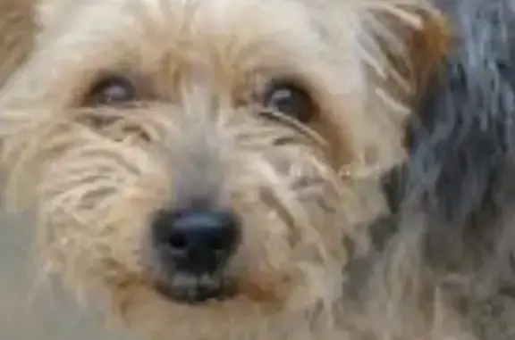 Chien perdu Beauvais, photo : Chien disparu: Yorkshire terrier 14 ans, Beauvais