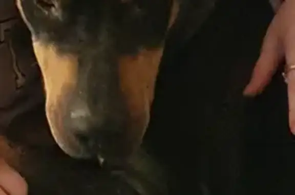Chien perdu Fillinges, photo : Chienne noire disparue à Fillinges (74)