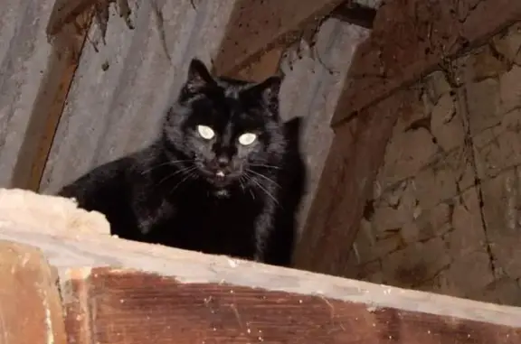 Chat disparu à Sibiril : Sépia, 14 ans, pucée - photo