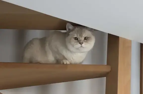 Chat mâle blanc yeux bleus perdu à L'Isle-Adam - photo
