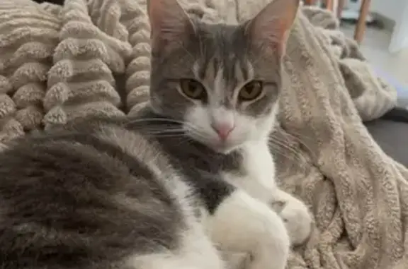 Animaux perdus Montluel, photo: Chatte grise et blanche perdue à Montluel