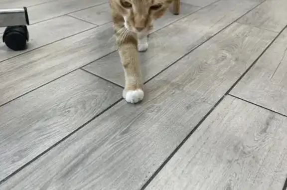 Chat trouvé sans collier Rue Charles de Gaulle - photo