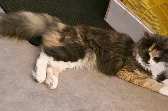 Chat Maine Coon disparu à Saint-Laurent - photo