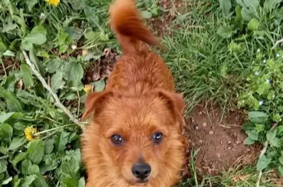 Chien perdu , photo : Chien perdu: RUBEN, mâle croisé Spitz, St Laurent