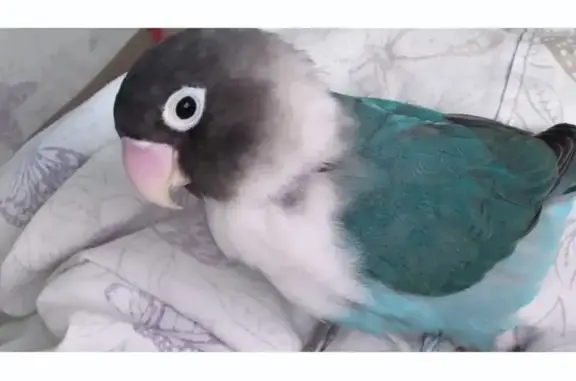 ¡Urgente! Pájaro Agaporni Azul Perdido en Madrid