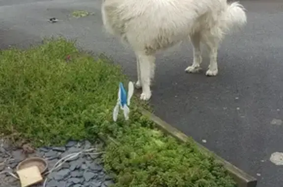 Chien trouvé La Roche-sur-Yon, photo: Grand chien blanc trouvé, mis à l'abri