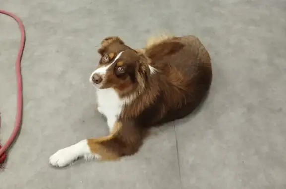 Chien perdu Lyon, photo : Berger australien perdu à Lyon 6ème