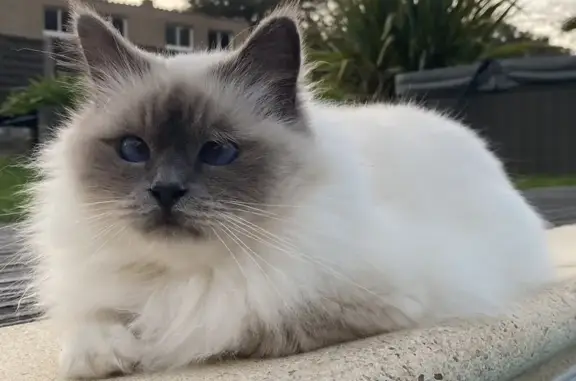Animaux perdus Thouaré-sur-Loire, photo: Chat Perdu: Rubie, Sacrée de Birmanie, 4 ans