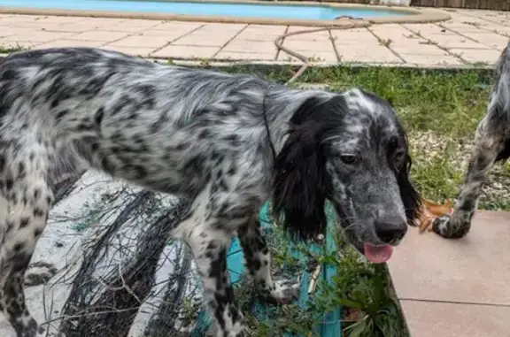 Setter noir et blanc trouvé avec femelle à Macau - photo