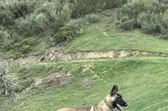 Perra Pastor Belga Perdida en Vega de Liébana