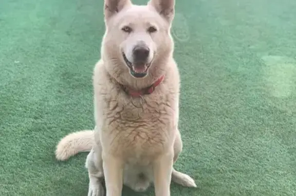 My dog has two different coloured eyes.
He is a white husky.
He ran from home early this morning around 11 o clock