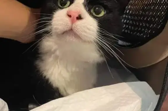Chat trouvé Noirétable, photo: Chat noir et blanc castré trouvé à Noirétable