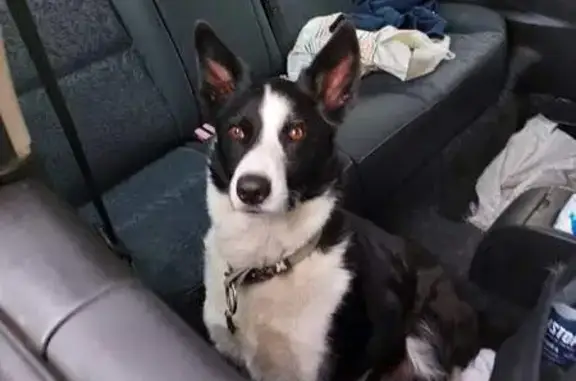 Chien perdu , photo : Chien Simba Disparu à Montclar, Aidez SVP