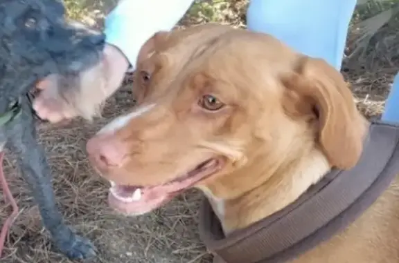 Chien perdu , photo : Chien peureux disparu à Agde, Occitanie