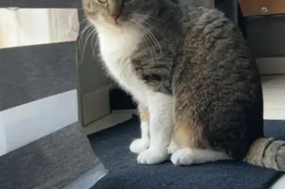 Animaux perdus , photo: Chat tigré gris Fanfan disparu à Bétheniville