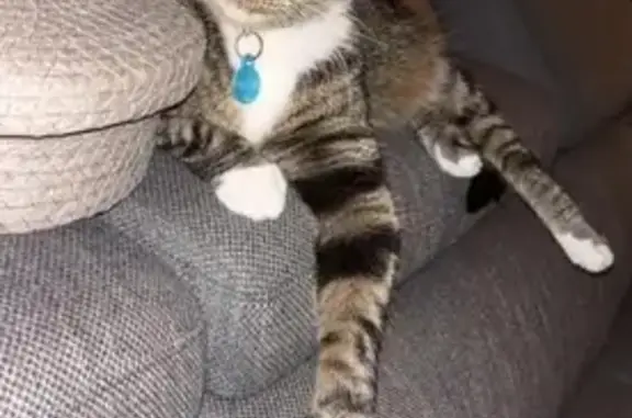 Animaux perdus Douai, photo: Chat mâle 3 ans perdu à Douai