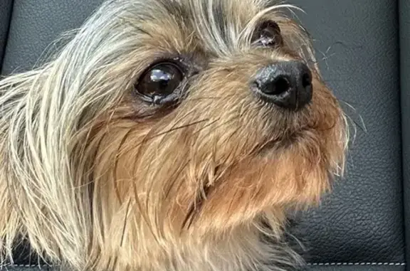 Missing Teacup Yorkie Stella - Reward Offered