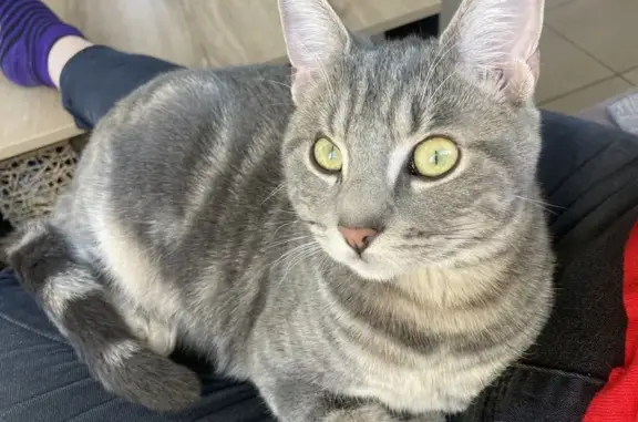 Chat gris tigré disparu à Épernay - photo