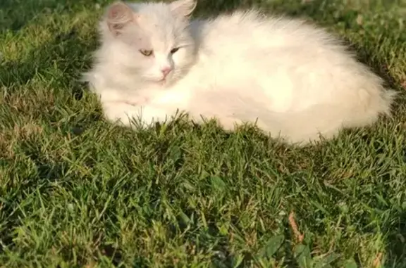 Chatte blanche disparue à Laillé - photo