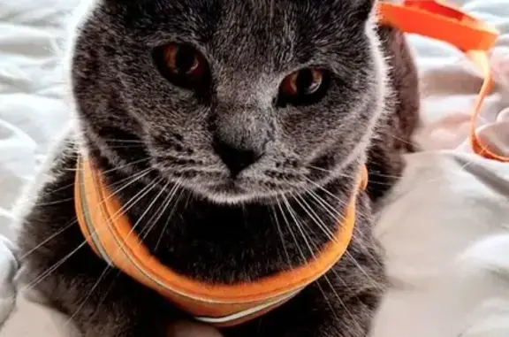 Chat sociable perdu à Sainte-Marie-aux-Chênes - photo