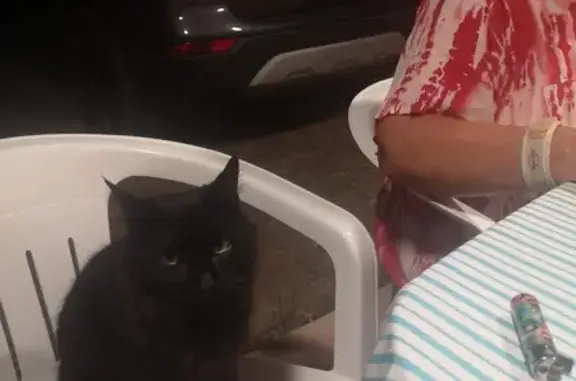 Chatte noire trouvée à Cargèse, Corse - photo