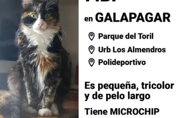 ¡Gato Perdido! Tricolor de Pelo Largo en Galapagar