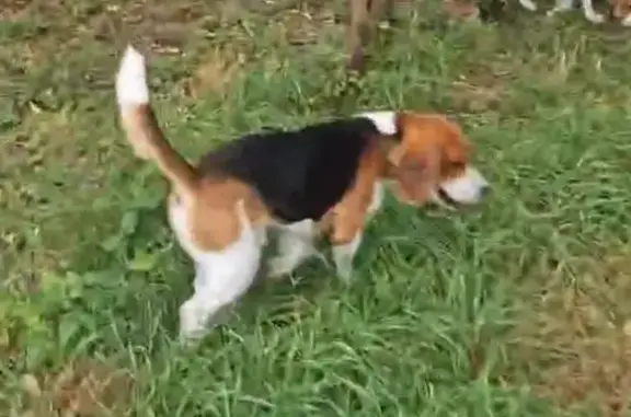 Chien perdu , photo : Deux beagles disparus à Lignerolles