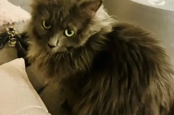 Lost Light Grey Fluffy Cat - Stirling St